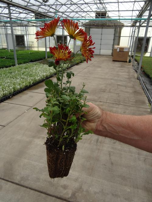 Chrysanthemum 'Matchsticks'