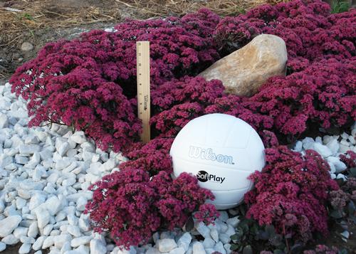 Sedum SunSparkler® Series 'Dazzleberry'