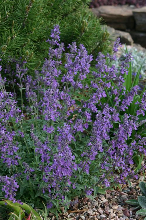 Nepeta 'x Little Trudy®'