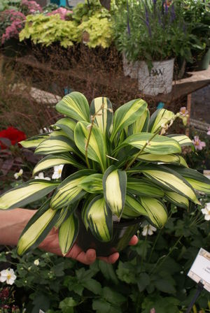 Hosta 'Rainbow's End'