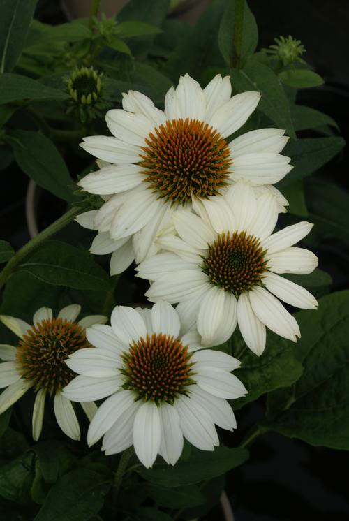 Echinacea purpurea 'POW WOW™ White'