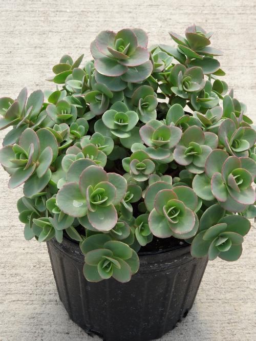 Sedum SunSparkler® Series 'Lime Zinger'