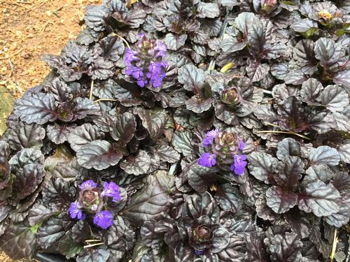 Ajuga reptans 'Black Scallop'