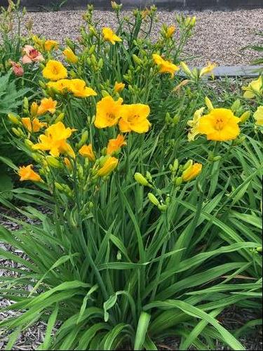 Hemerocallis 'Bakabana'