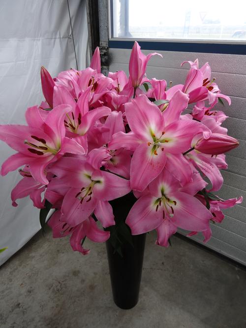Lilium - OT Hybrid Lily 'Tabledance'
