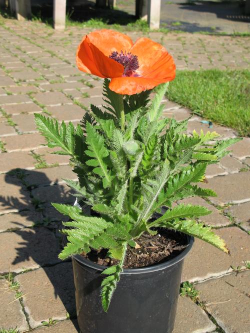 Papaver orientalis 'Prince of Orange'