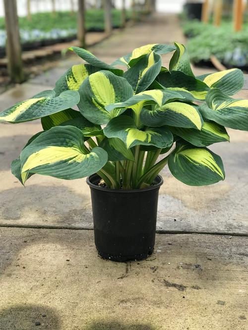 Hosta 'Lakeside Cupcake'
