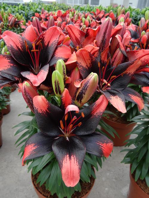 Lilium - Asiatic Pot Lily Looks™ 'Tiny Shadow'