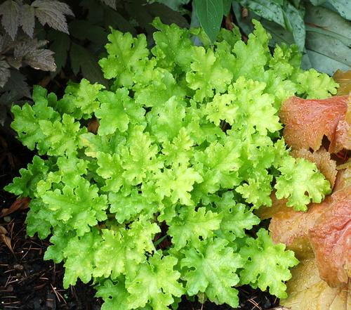 Heuchera 'Lime Marmalade'