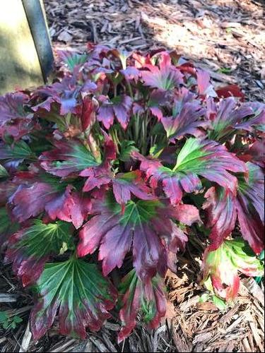 Mukgenia 'Nova™ Flame'