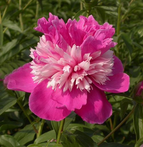 Peony 'Celebrity'