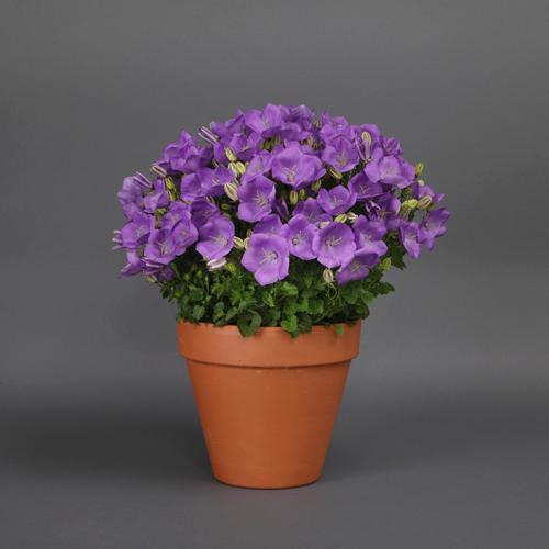 Campanula carpatica 'Rapido Blue'