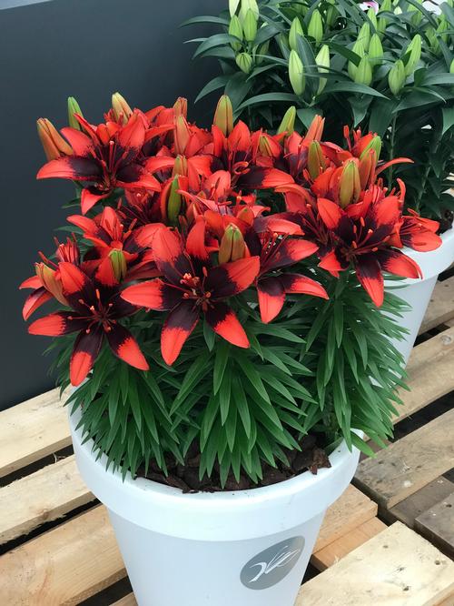 Lilium - Asiatic Pot Lily Looks™ 'Tiny Ink'