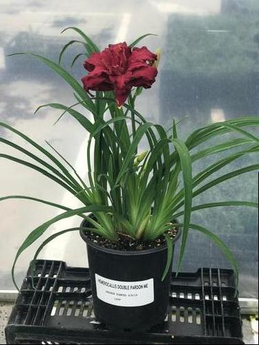 Hemerocallis 'Double Pardon Me'