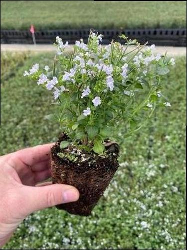 Calamintha nepeta ssp. nepeta 