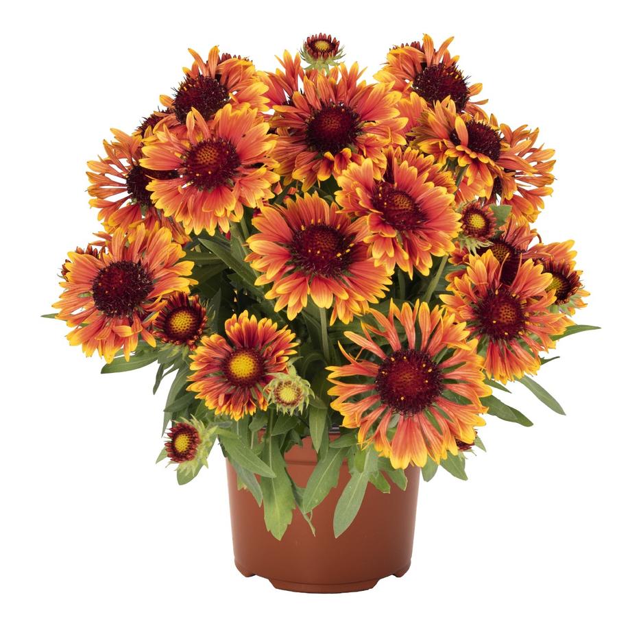 Gaillardia aristata 'Spintop Mariachi Copper Sun'