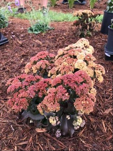 Sedum Medium Clumping or Arching telephium 'Peach Pearls'