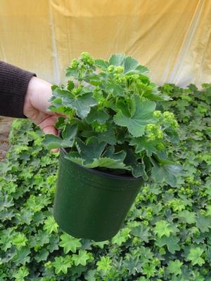 Alchemilla sericata 'Gold Strike'