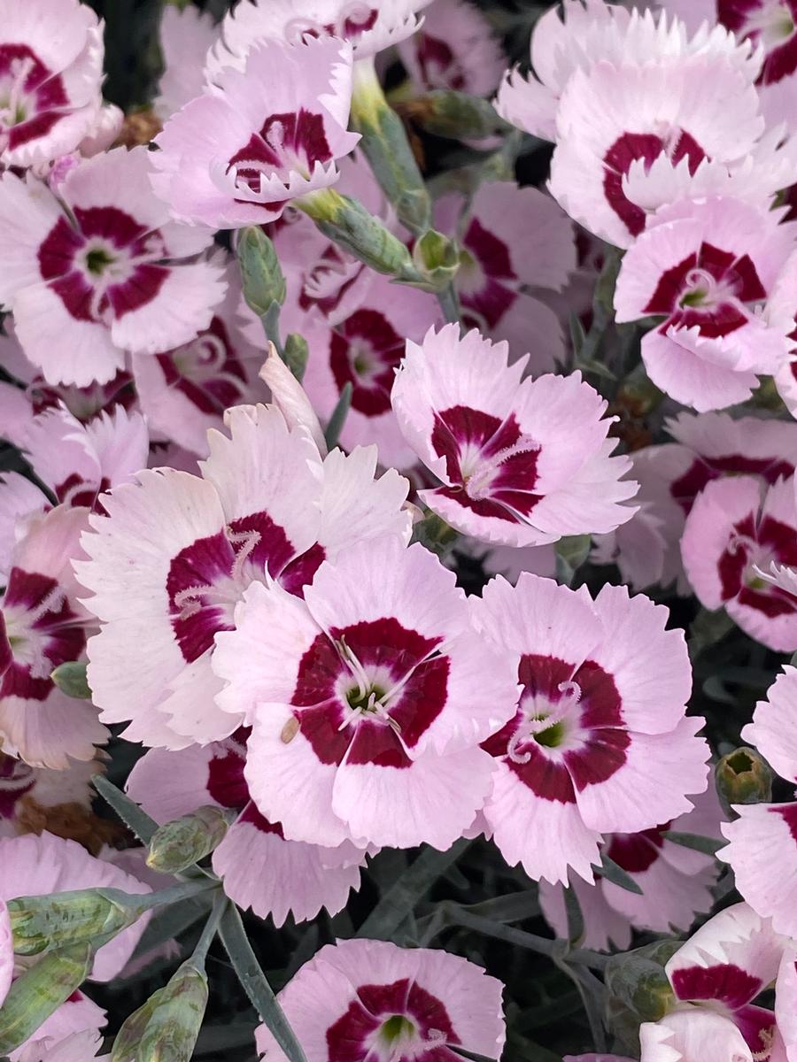 Dianthus 'Mountain Frost™ Ruby Snow'