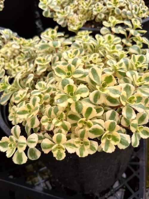 Sedum Low Growing/Ground Cover spurium 'What a Doozie'