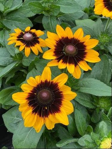 Rudbeckia hirta 'Sonora'