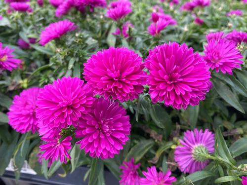 Aster novi-belgii 'Showmakers® Pretty Pink'