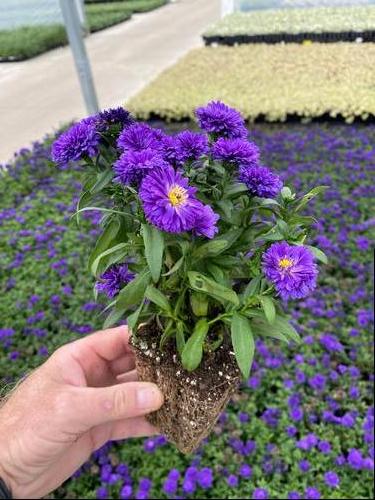 Aster novi-belgii 'Showmakers® Blue Bayou'