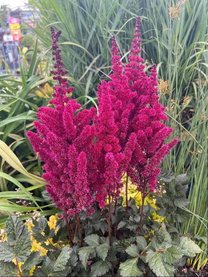 Astilbe chinensis 'Vision Vulcano'