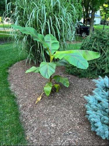 Ensete ventricosum 'Maurelii'