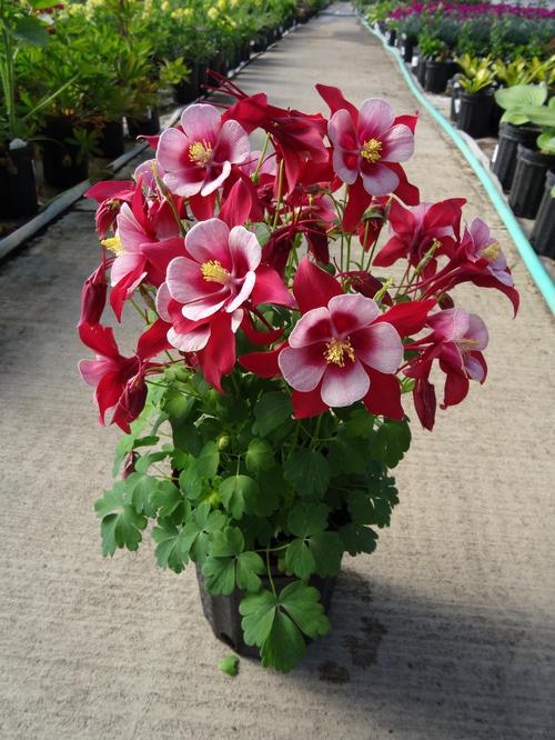 Aquilegia 'Songbird Cardinal'