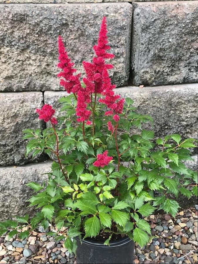 Astilbe arendsii 'Fanal'