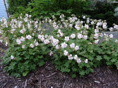 Geranium cantabrigiense 'Biokovo'
