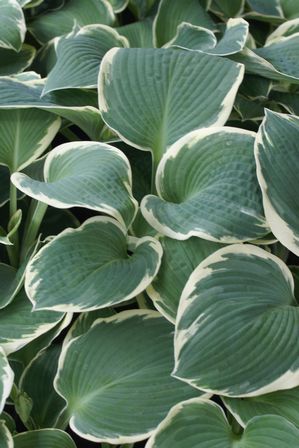 Hosta 'Barbara Ann'