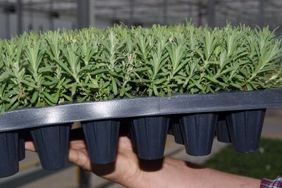 Lavandula angustifolia 'Munstead'