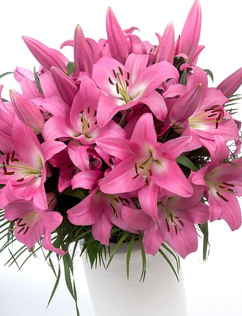 Lilium - OT Hybrid Lily 'Tabledance'