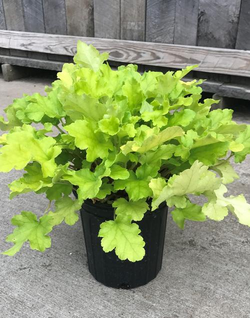 Heuchera 'Lime Marmalade'