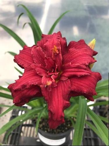 Hemerocallis 'Double Pardon Me'