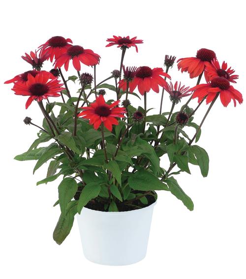 Echinacea 'Panama™ Red'