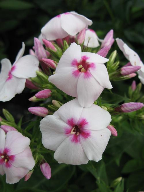 Phlox Dwarf Garden paniculata 'Flame® White Eye'