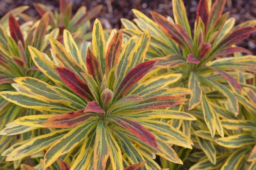 Euphorbia x martinii 'Ascot Rainbow'