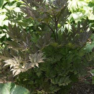 Cimicifuga ramosa Atropurpurea