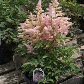 Astilbe Younique™ Silvery Pink