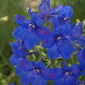 Delphinium grandiflorum Blue Butterfly