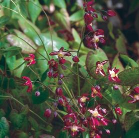 Epimedium x rubrum 