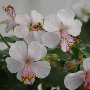 Geranium cantabrigiense Biokovo