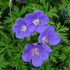 Geranium Orion