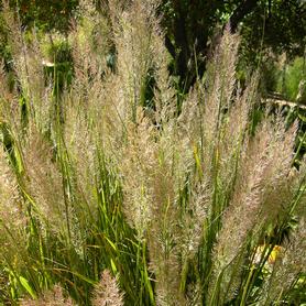 Grass Calamagrostis brachytricha 