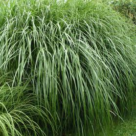 Miscanthus sinensis Morning Light