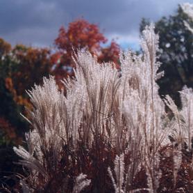 Grass Miscanthus sinensis Purpurascens