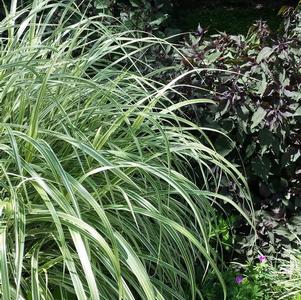 Miscanthus sinensis Variegatus